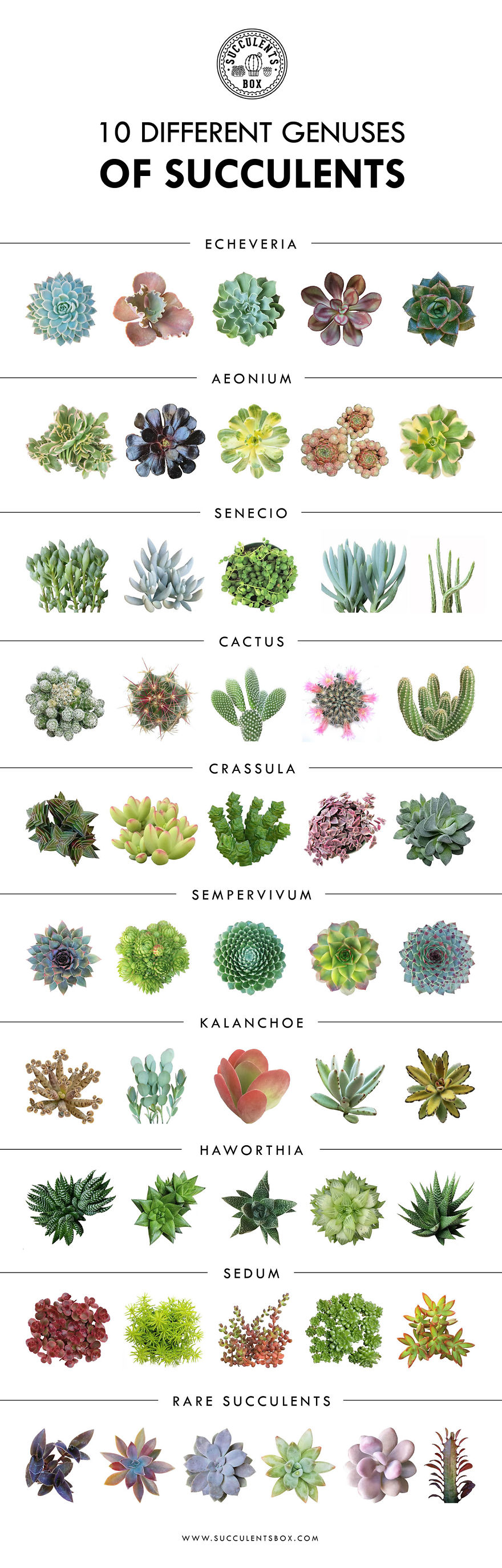 10 Different Genuses Of Succulents