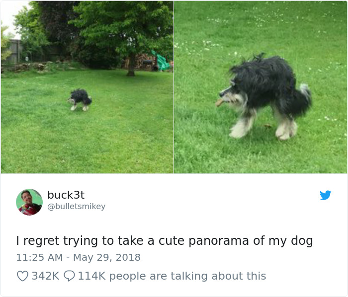 Panorama Of A Dog Goes Terribly Wrong