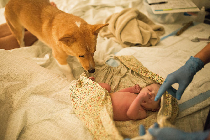 Mom Giving Birth Doesn’t Realize Her Corgi Never Leaves Her Side, Then Photographer Shows Her These Pics