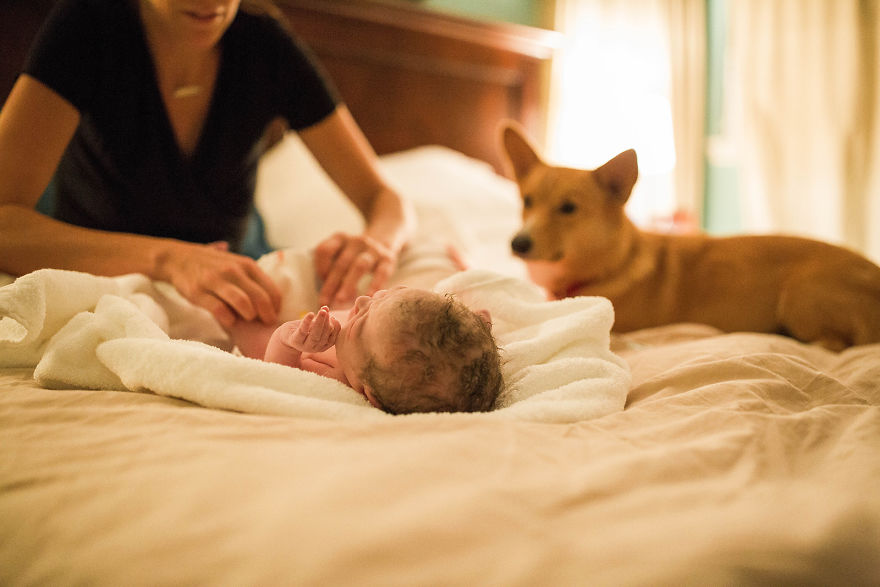 Mom Giving Birth Doesn’t Realize Her Corgi Never Leaves Her Side, Then Photographer Shows Her These Pics
