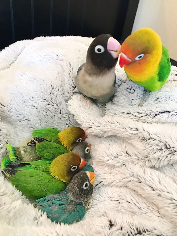 Kiwi y su novia gótica acaban de tener 4 polluelos, y todos los adoran en internet