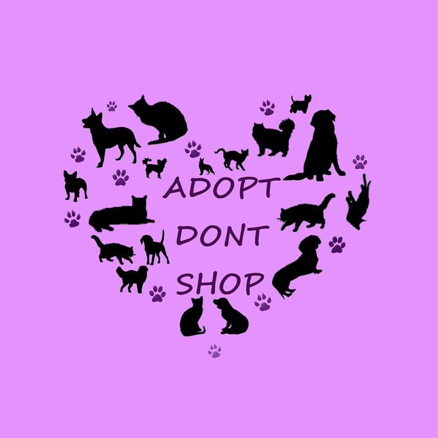 Artwork For Animals