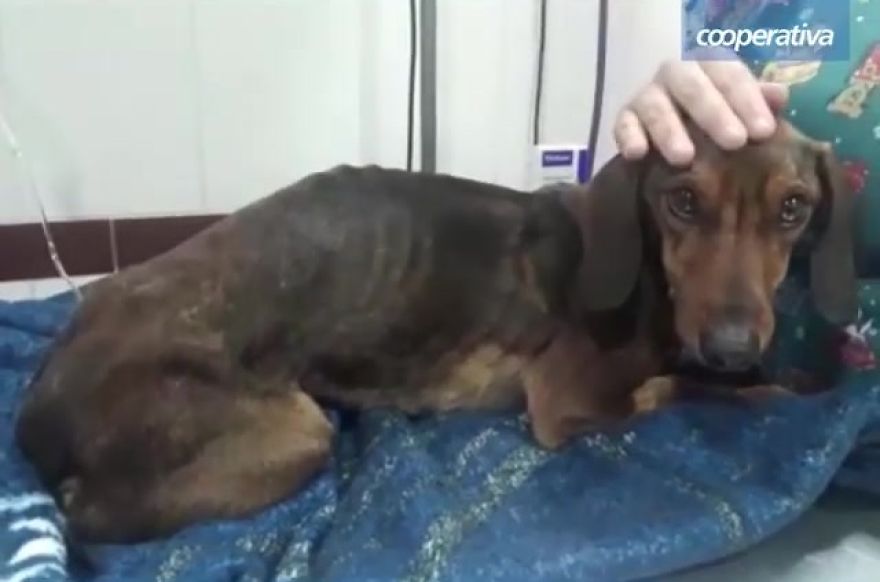 Dog Survives 6 Days In The Desert After Falling Off The Plane