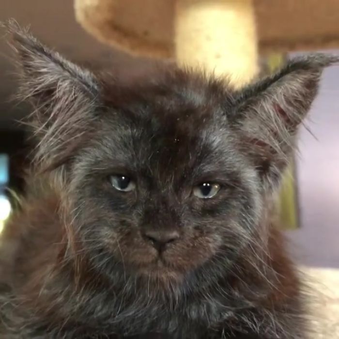 This Cat With A Human-Like Face Is Going Viral, And We Can't Unsee It