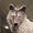 pixelwolf011 avatar