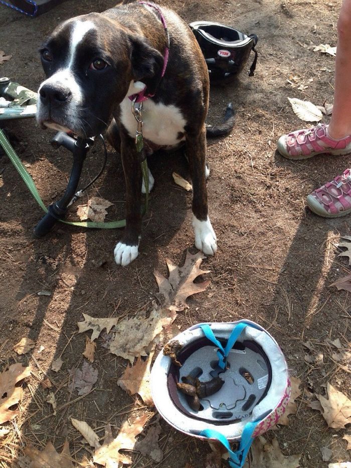 My Moms Friend Went Camping A While Ago. This Is What Their Dog Did