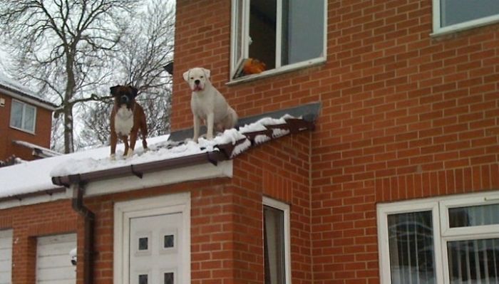 When A Man Came Running Down The Street To Tell Us Our Dogs Were On The Roof, We Thought He Was Joking... He Wasn't