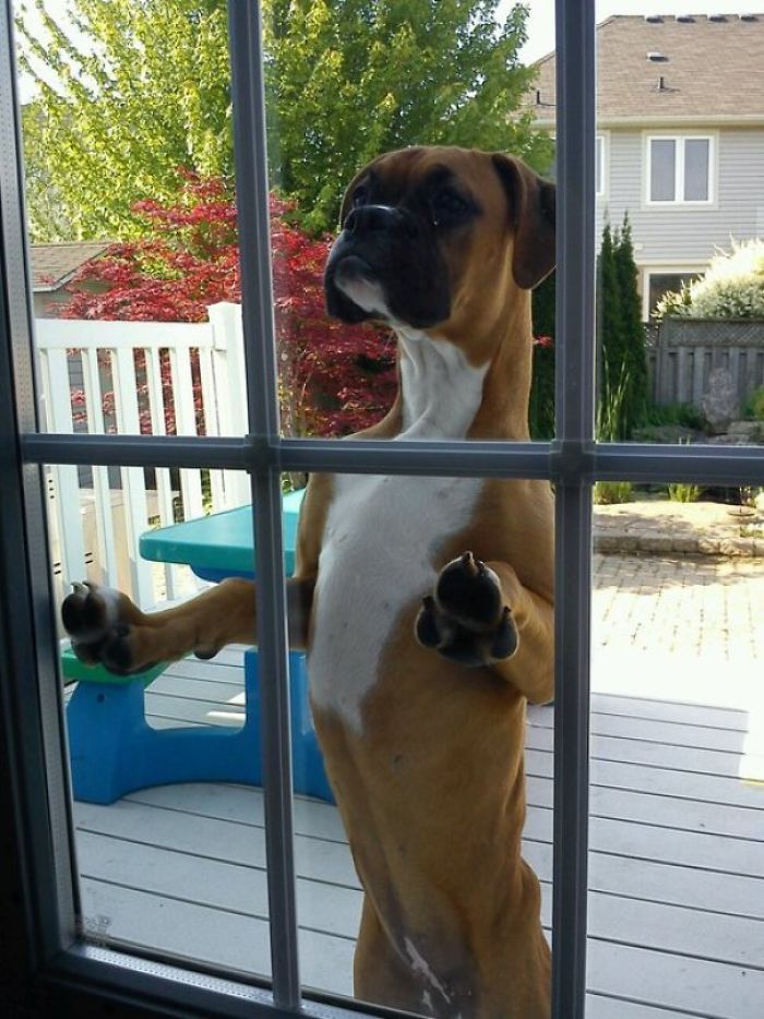 Neighbor's Dog Comes To The Back Door And Just Looks Around Inside For My Dog When He Wants Him To Come Out And Play