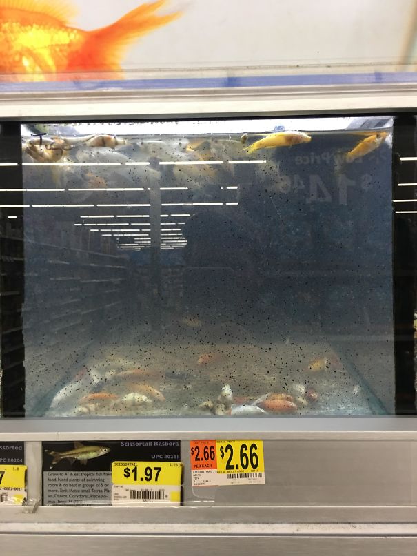 Walmart Should Stop Selling Fish
