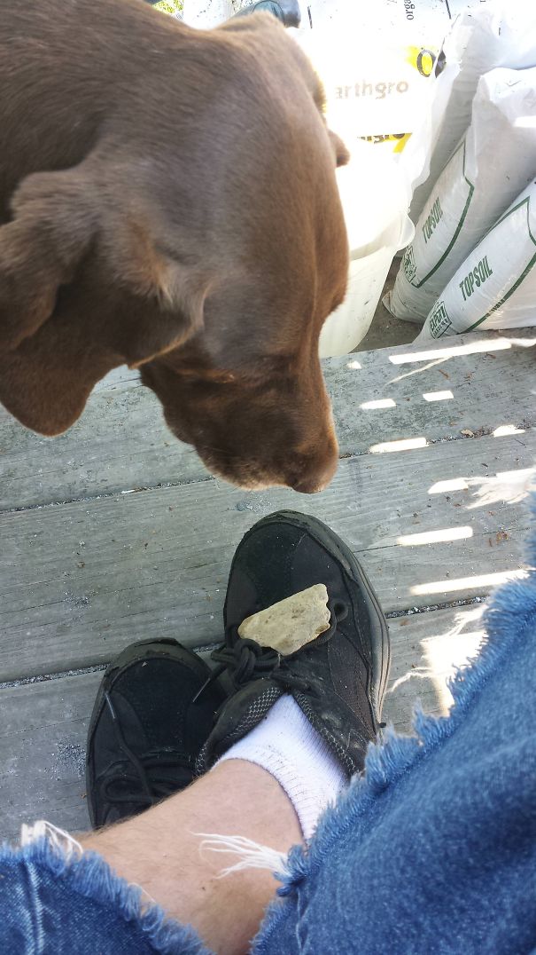 My Neighbors' Dog Likes To Come By And Place A Rock On My Foot Then Stare At It Until I Throw It For Her To Fetch. She's Been Staring At This One For About 4 Minutes