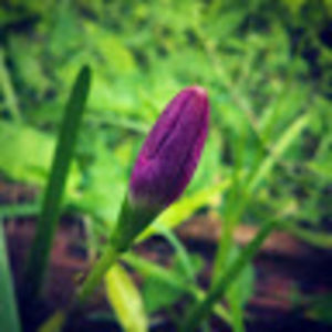 avisekbhowmik avatar