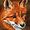 foxplayterriers avatar