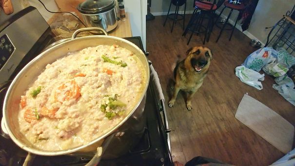 He Knows I'm Making His Food (Rice, Oatmeal, Ground Turkey And Frozen Veggies. $15 For 15 Lbs)