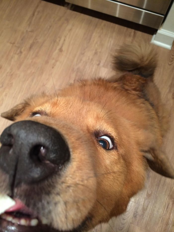 Must. Cheese