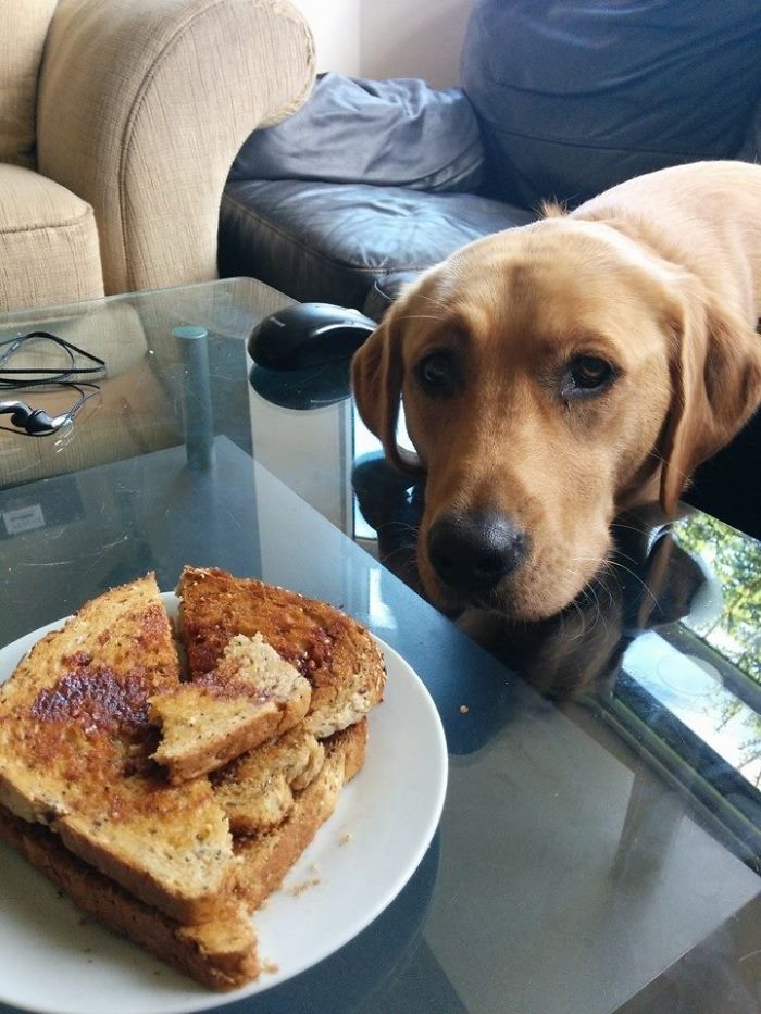 "But I Love Toast..."