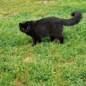 jazmineleogrand avatar