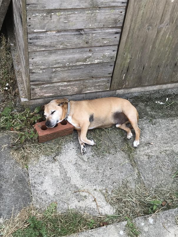 He Has Three Expensive Beds But Prefers This One Goddamn Brick
