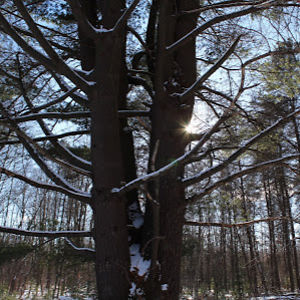 jessicaseirra avatar