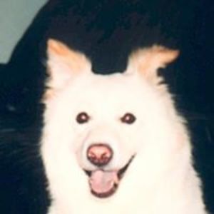 jingleandbear avatar