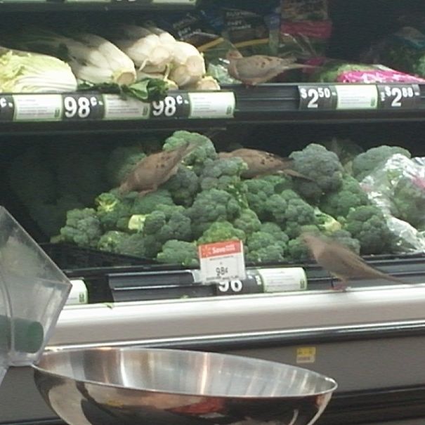 My Sister-In-Law Took This Picture In Walmart. She Says She Is Not Buying Broccoli There Again