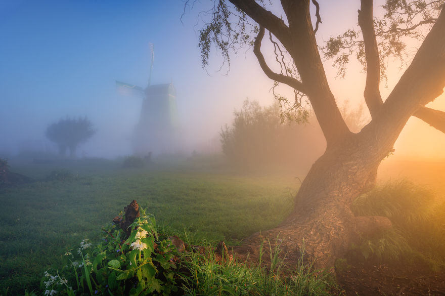 Beautiful Old Trees Combined With The Windmills And A Foggy Atmosphere Make For A Magical Moment