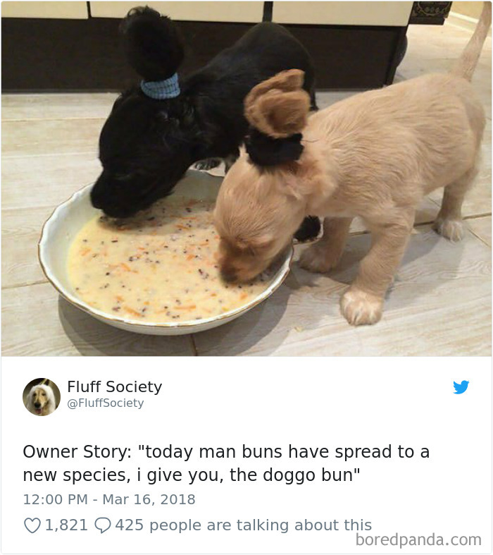 Hilarious-Dog-Tweets