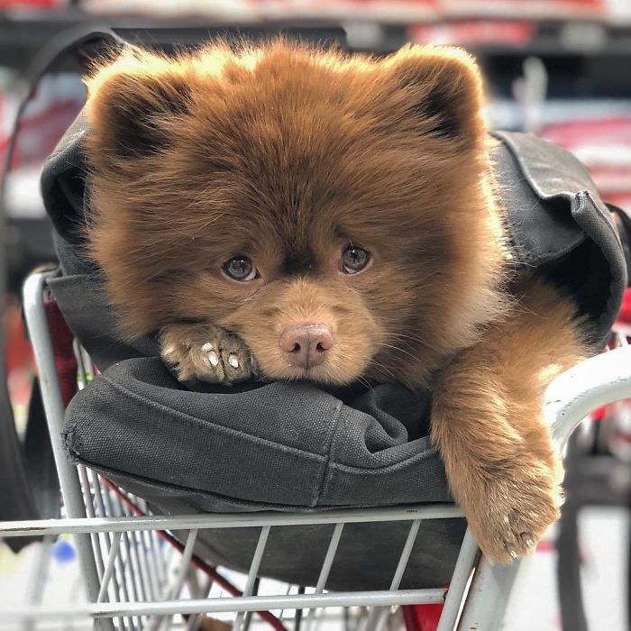Breeder Abandoned 5-Month-Old Pomeranian Because He Was "Too Big", They Probably Regret It Now