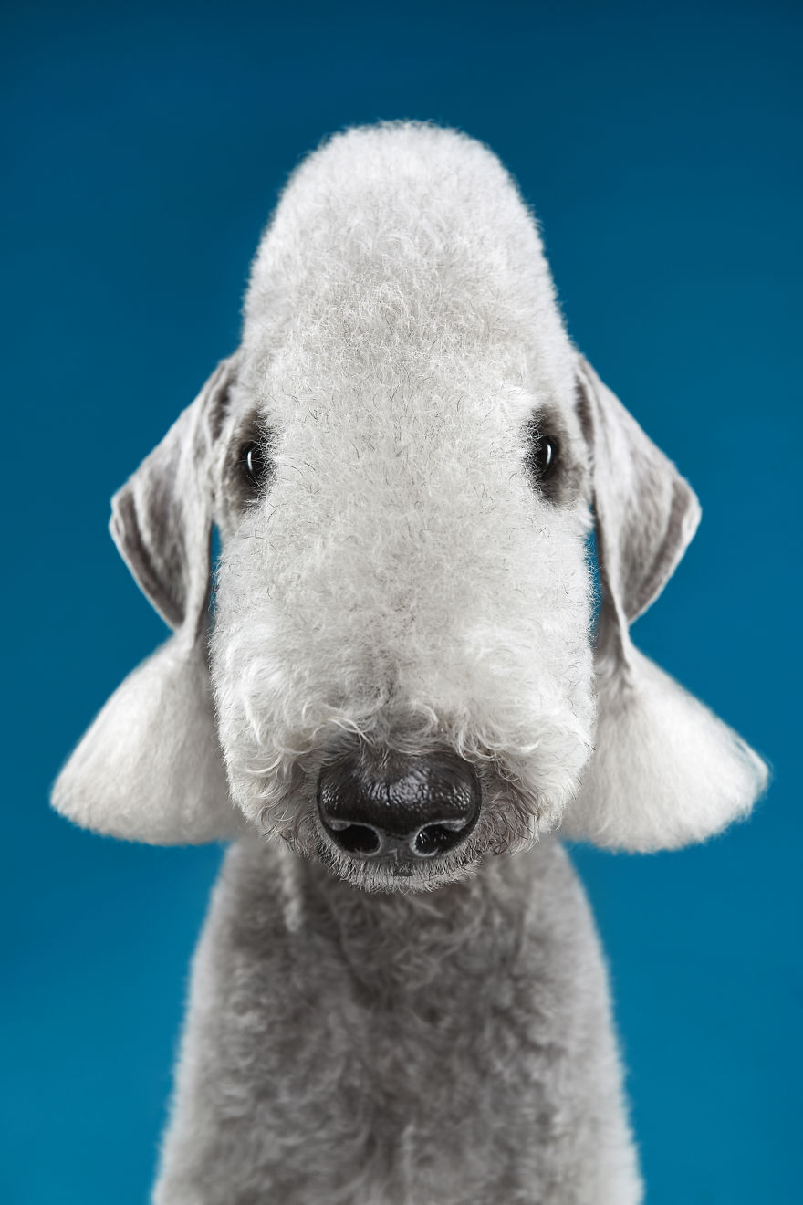 What If Alien Was A Sheep? Bedlington Terrier Is An Answer