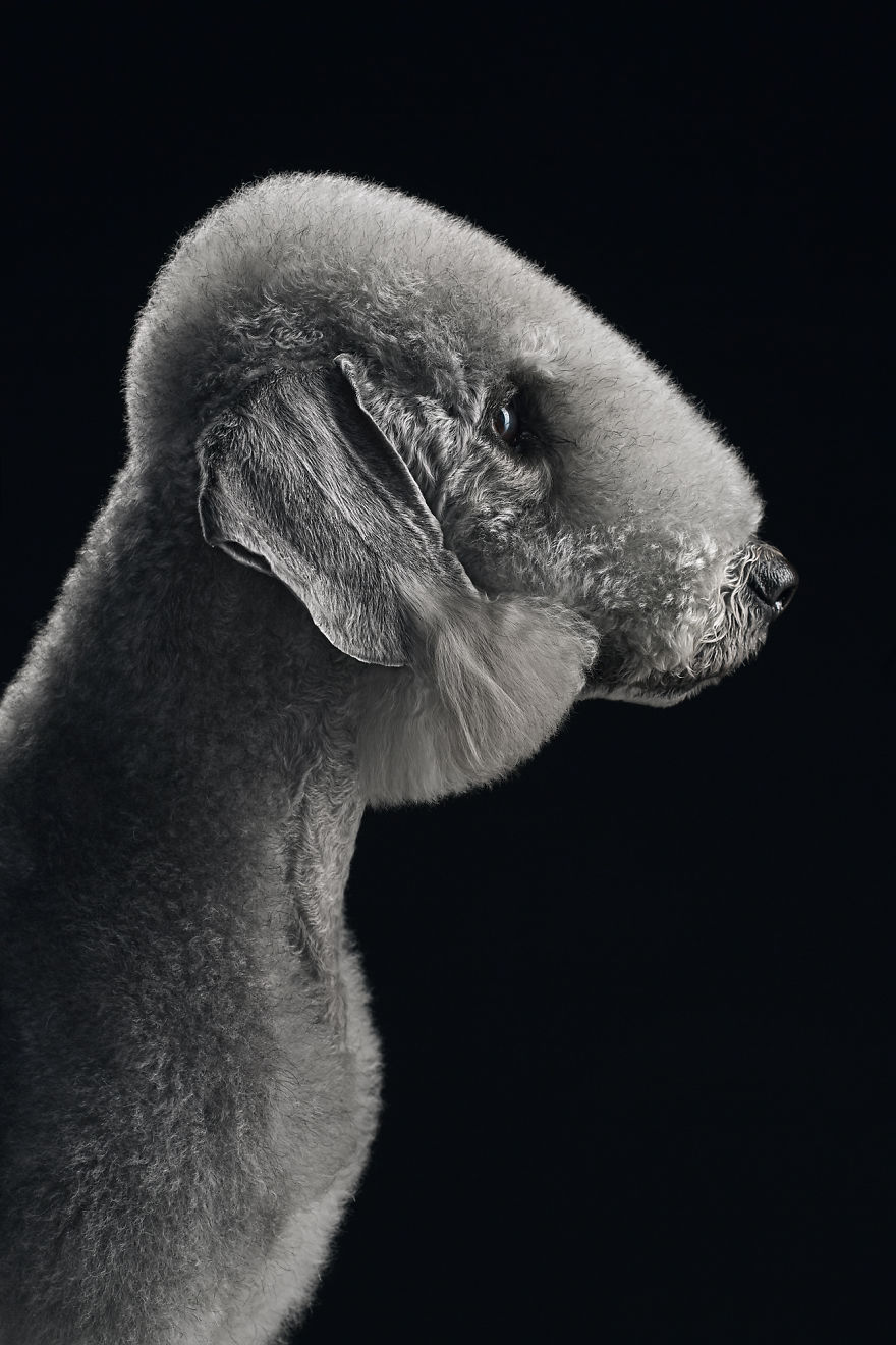 Till ,the Bedlington Terrier. Their Profiles Are Just Beautiful!