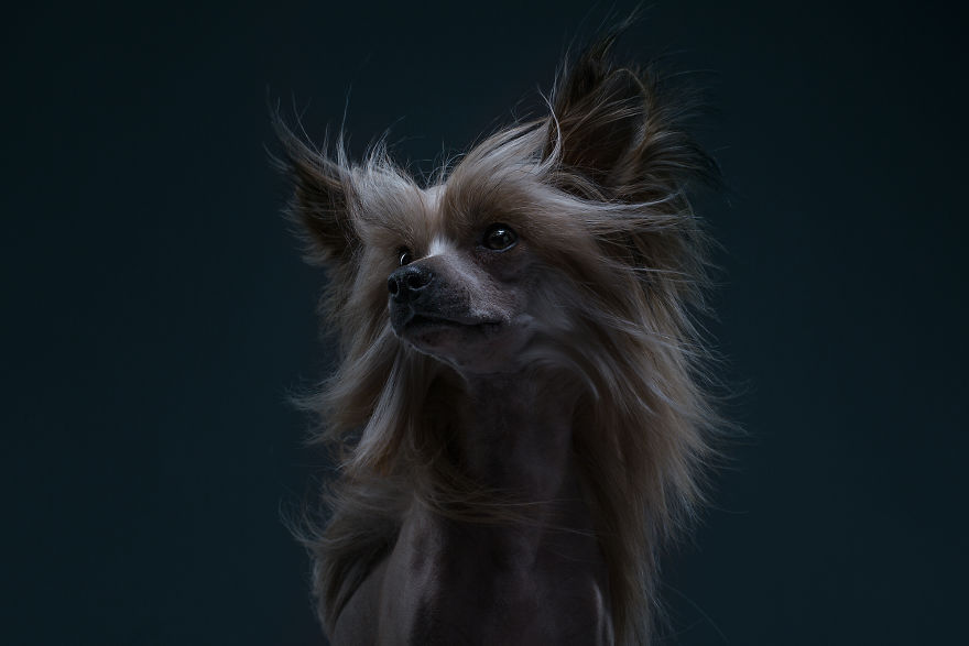 Elisey, The Chinese Crested Dog. This Guy Feels Like A Lion
