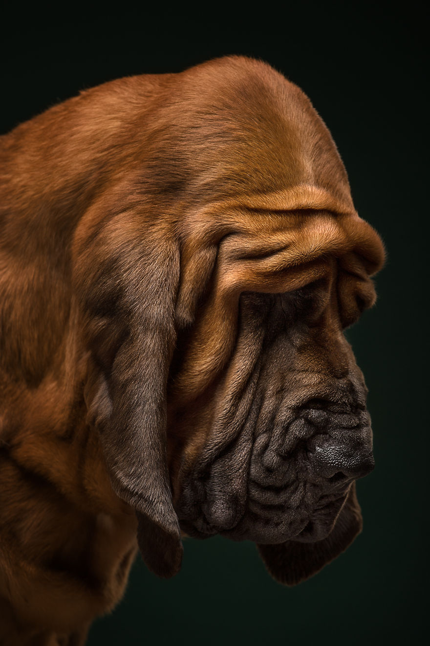 Nectar, The Bloodhound. True Detective Of The Dog World