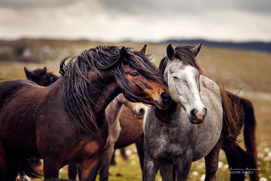Capturing Wild Horses Made Me Realize How Fragile Freedom Is