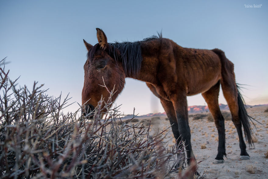Capturing Wild Horses Made Me Realize How Fragile Freedom Is