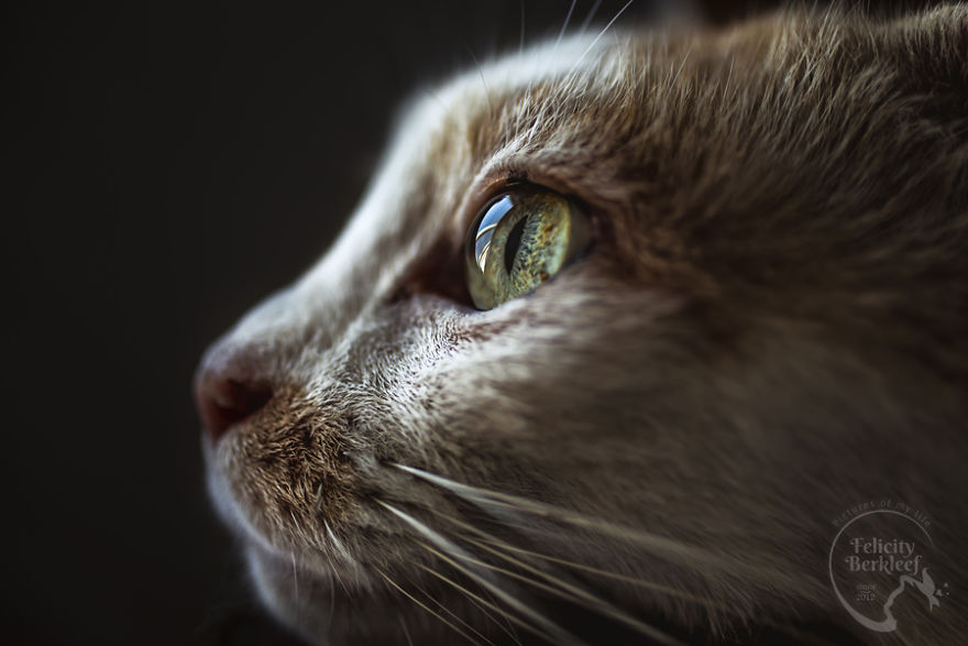 Cats Are The Best Subjects To Photograph And I Will Show You Why