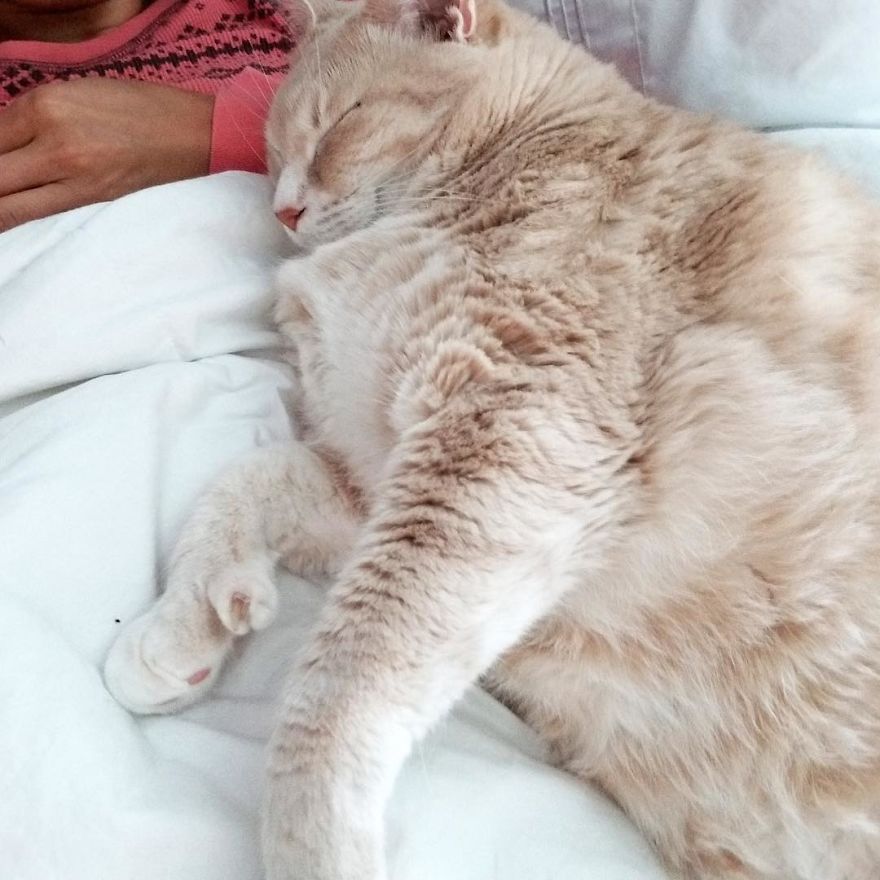We Fell In Love With This 33-Pound Cat, So We Decided To Adopt Him And Start His Weight Loss Journey