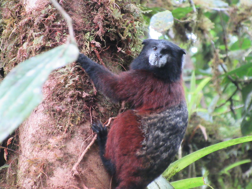Crazy Animals We Saw In South America (Part 2)