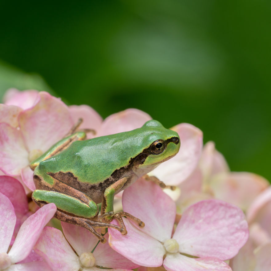 I Travel Around Japan To Photograph Tree Frogs On Hydrangeas