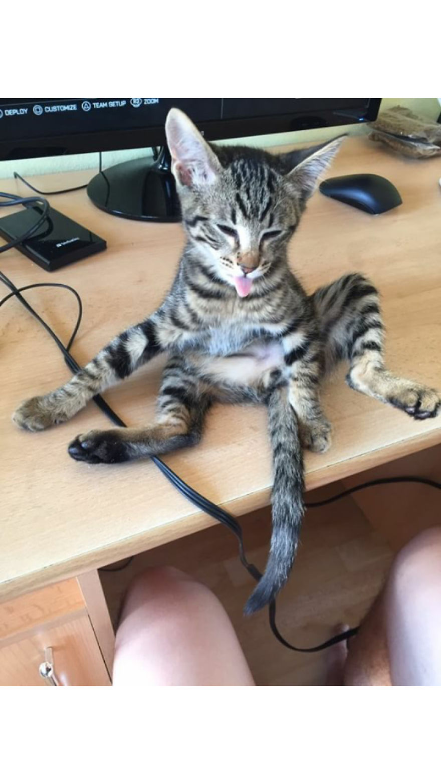 Enjoy Koulis The Cat, Sitting Like Human And Looking Good Is What He Is Best At!