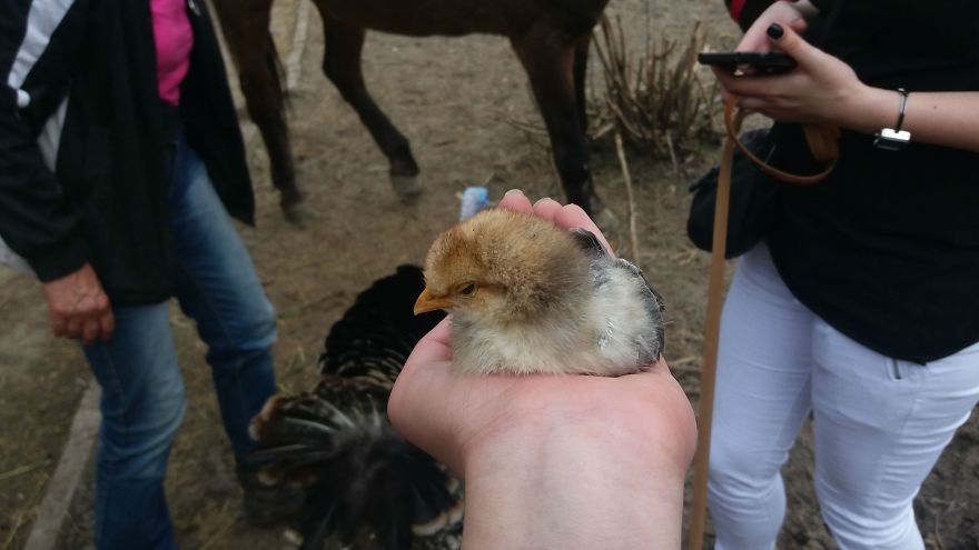 Farm Sanctuary "Four-Legged Friends" In Bulgaria Needs Your Help! 💌