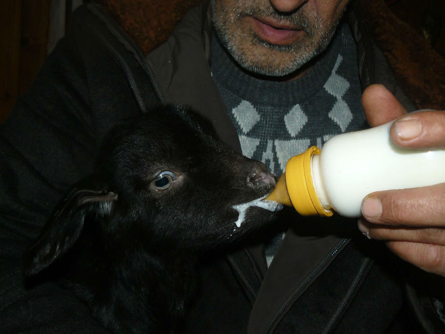Farm Sanctuary "Four-Legged Friends" In Bulgaria Needs Your Help! 💌
