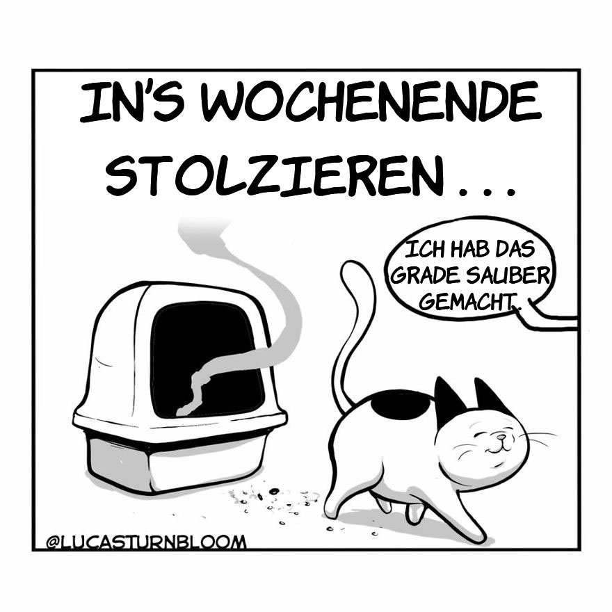 From Rescue Cat To 'How To Cat'