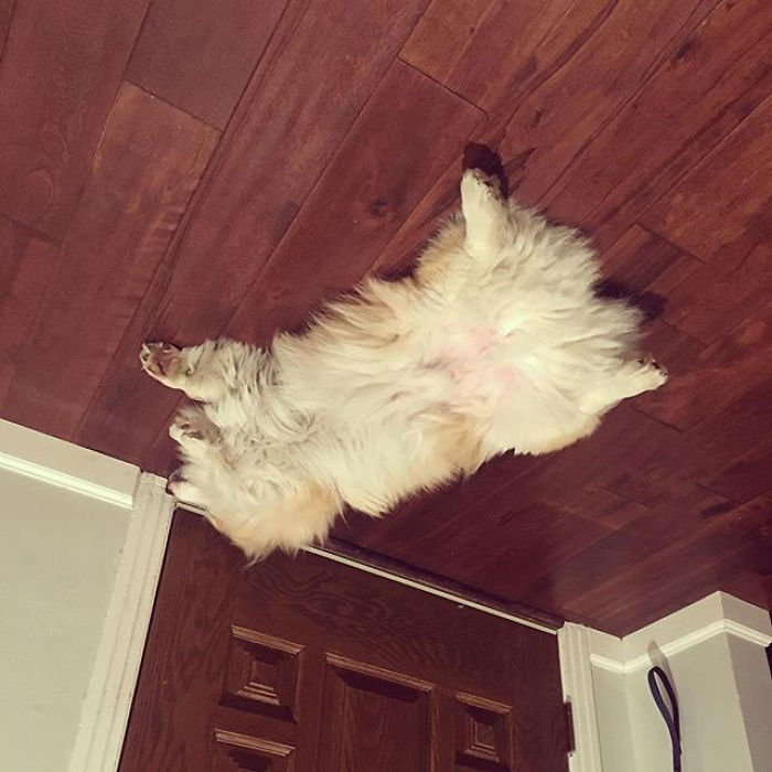 Funny-Dog-Balloons-Ceiling