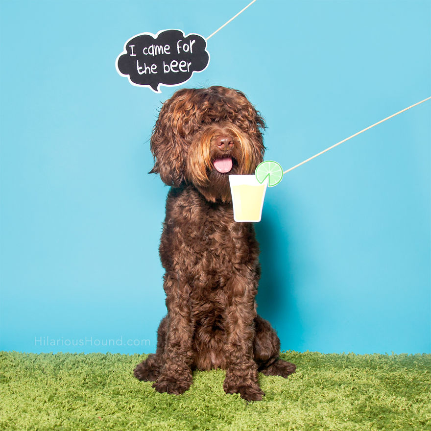 Hilarious Dogs In A Photo Booth (With Funny Props!)