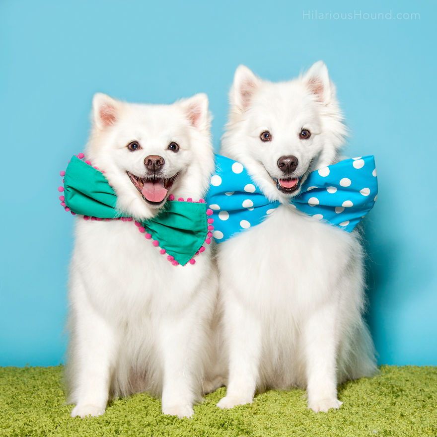 Hilarious Dogs In A Photo Booth (With Funny Props!)