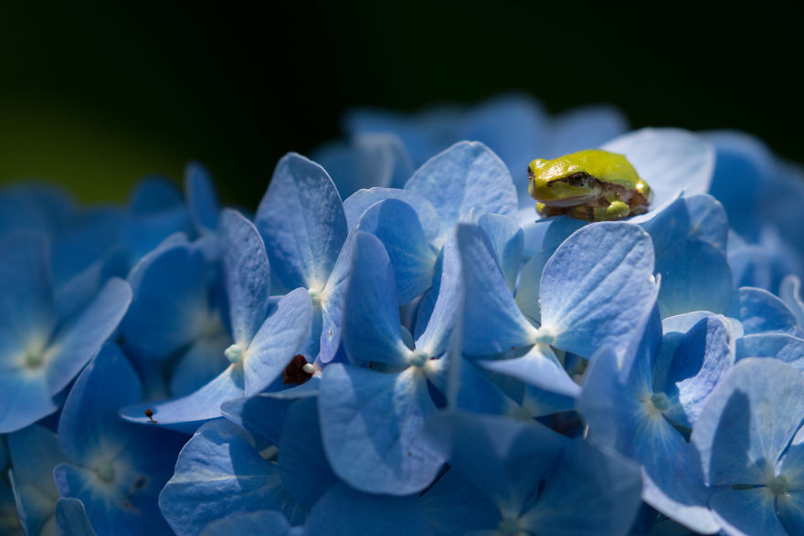 I Travel Around Japan To Photograph Tree Frogs On Hydrangeas