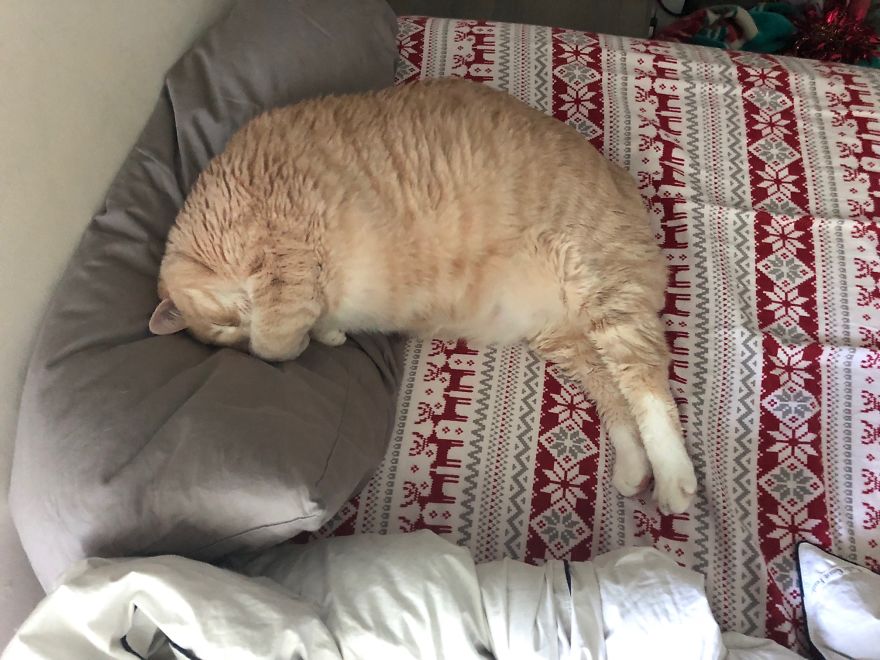 We Fell In Love With This 33-Pound Cat, So We Decided To Adopt Him And Start His Weight Loss Journey