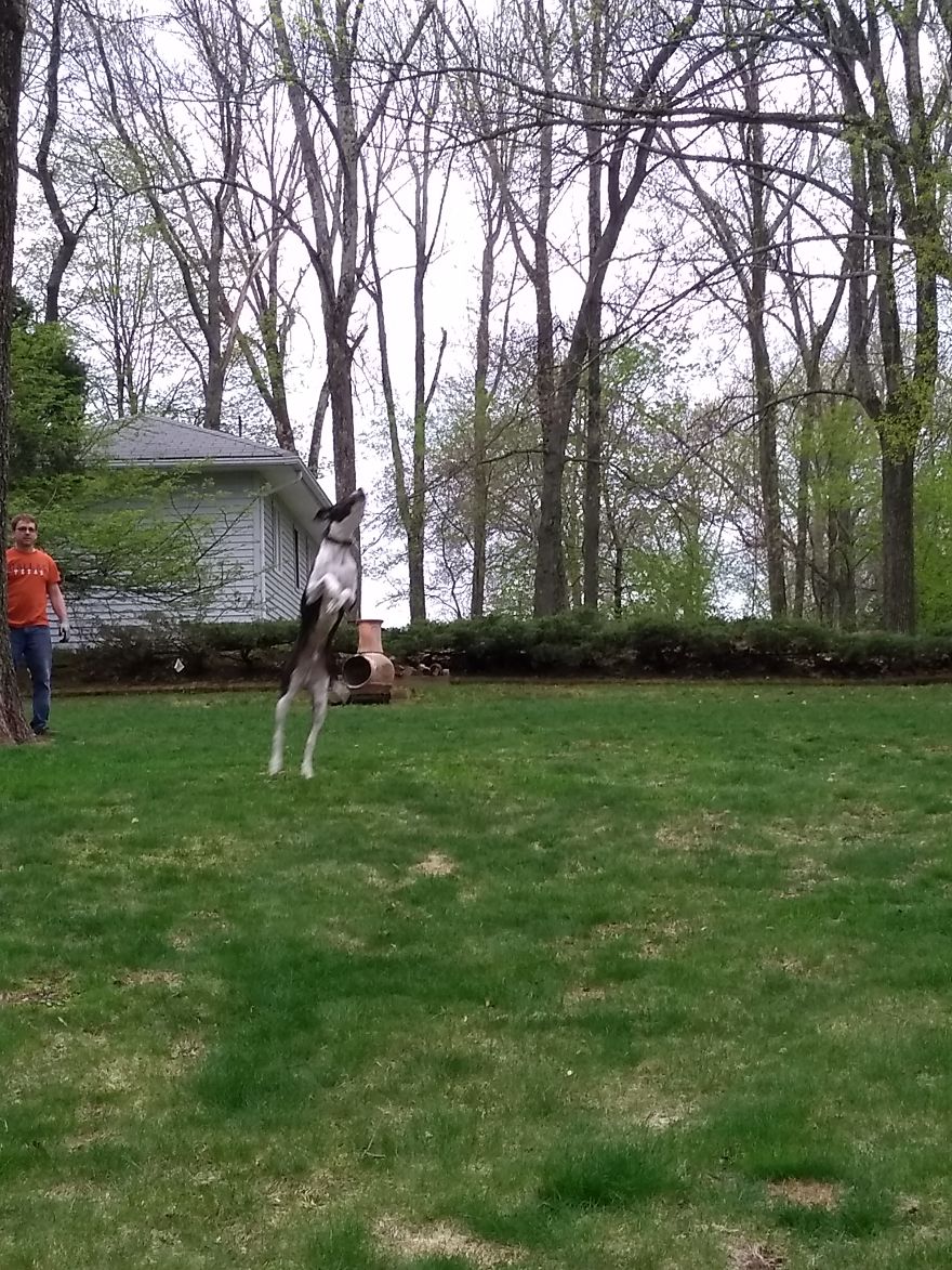 Super Athletic Dog Jumping To Catch His Toy
