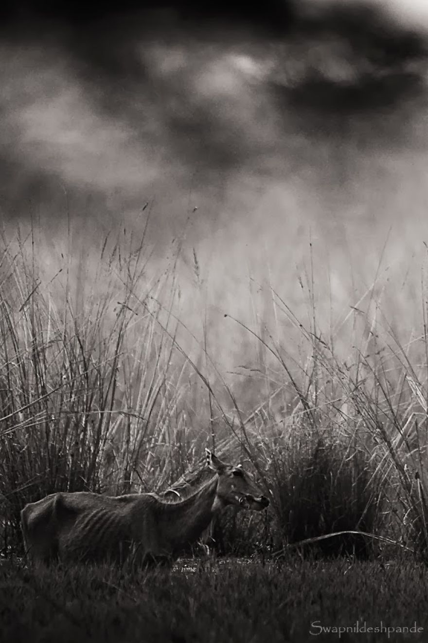 Nature Photographer Captures Wild Animals In Strikingly Dramatic Photos