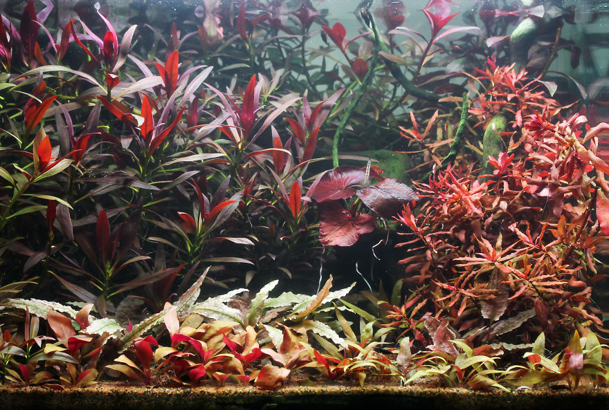 I Invented A New Style Of Aquarium Design With Only Red Plants