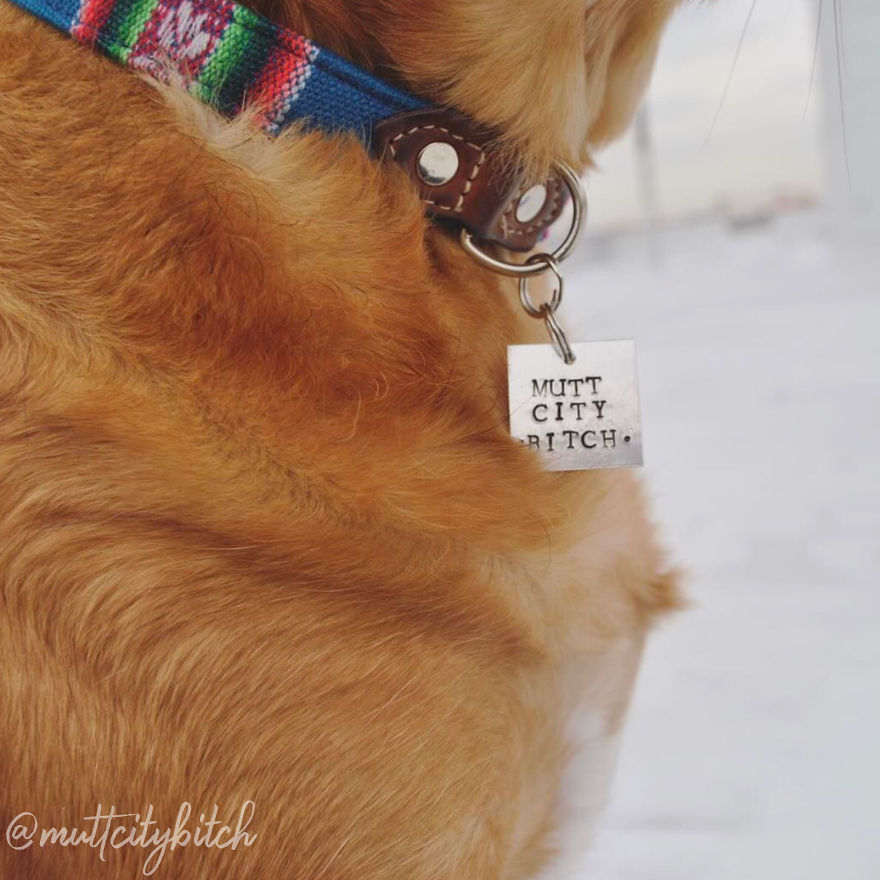 You Need These Salty, Sweet And Spicy Pet Id Tags